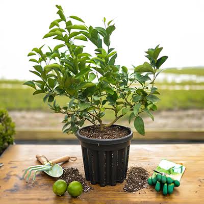 Citrus Key Lime 10"