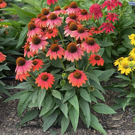 Echinacea Kismet Hot Coral 1 gal
