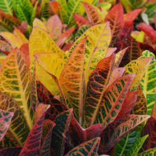 Fall Croton 4"