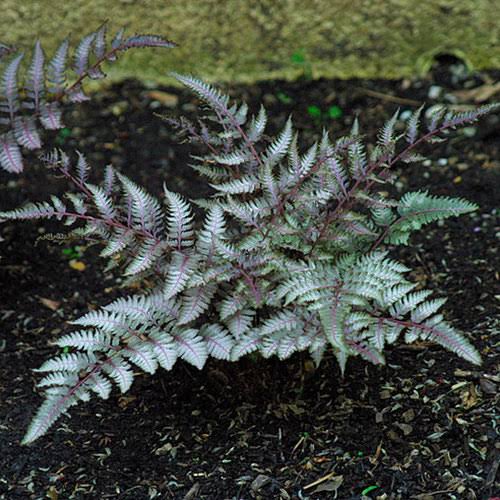 Fern Japanese Painted Lady Fern 1 gal