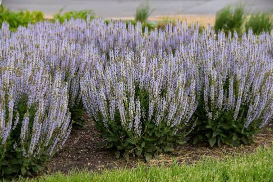 Salvia Perfect Profusion 1 gal