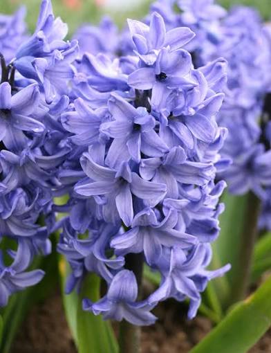Hyacinth blue star