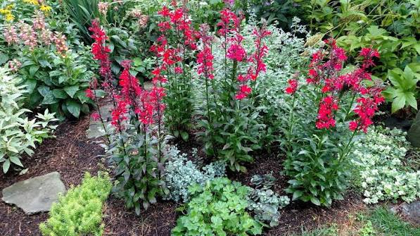Cardinal Flower, Cardinalis 1 gal