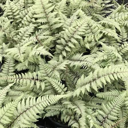 Fern Ghost Fern 1 gal
