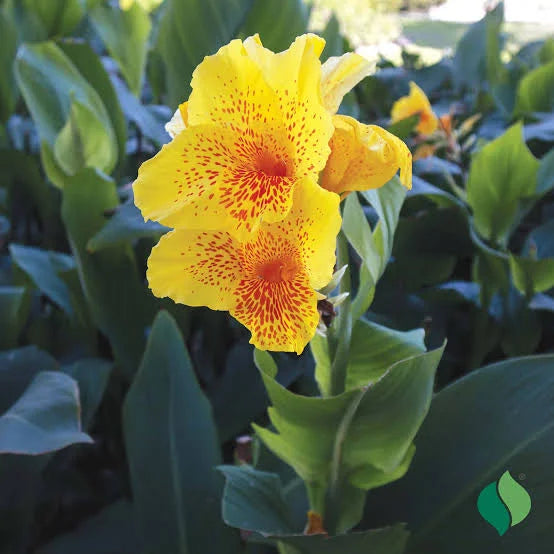 Canna Lily , Yellow King Humbert