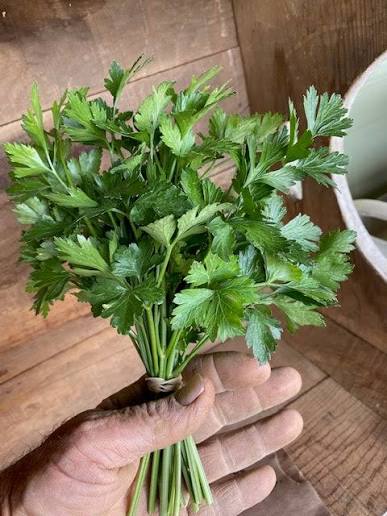 Parsley Italian Flat Leaf qt