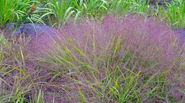 Grass Eragrostis spect Purple Love Grass 1 gal