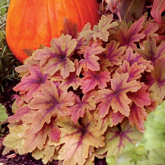 Heuchera Sweet Tea Foamy Bells 1gal