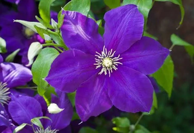 Clematis, Jackmanii 2 gal