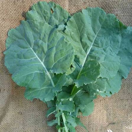 Collards Georgia 6pk