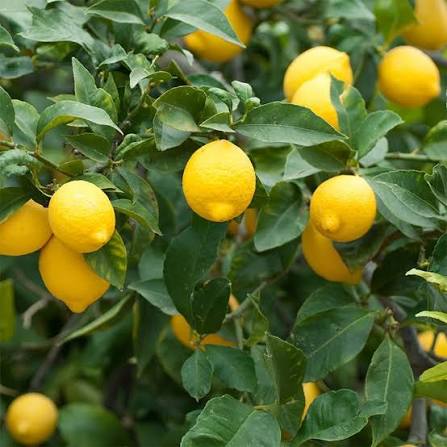Citrus Meyer Lemon 1G