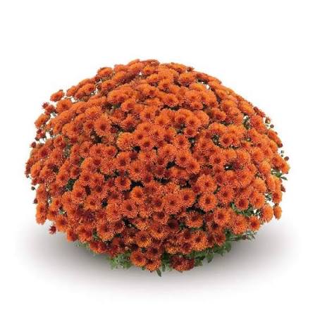 Mum Rhinos Orange 9"