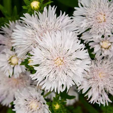 Stokesia Totally Stoked &