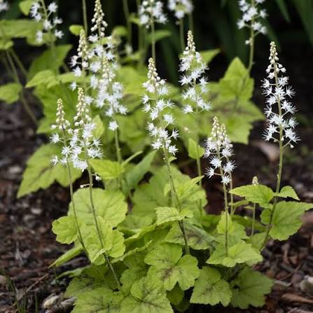 Tiarella &