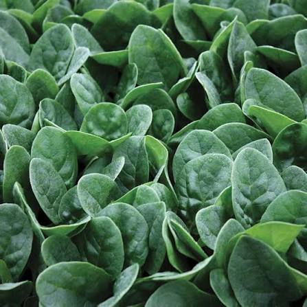 Spinach Seaside 6pk