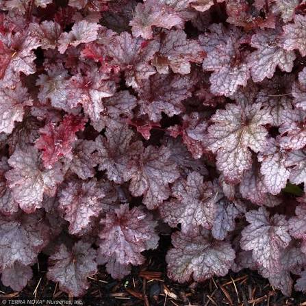 Coral Bells &