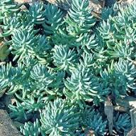 Sedum, &