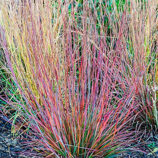 Schizachyrium Little Bluestem Standing Ovation 1gl