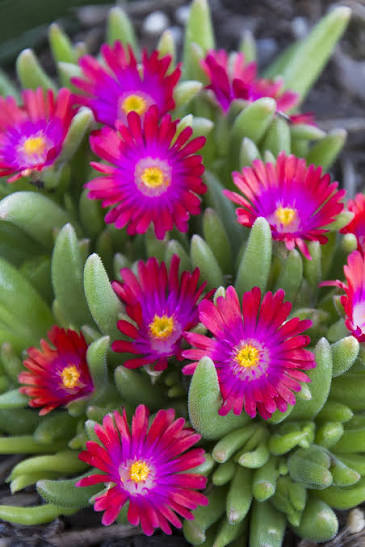 Ice Plant Jewel of Desert Garnet qt