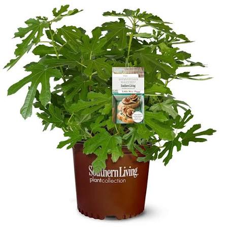 Ficus carica Little Miss Figgy 7 gal