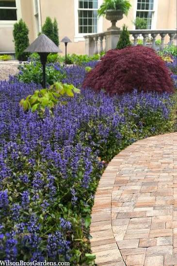 Ajuga Bronze Beauty 6pk
