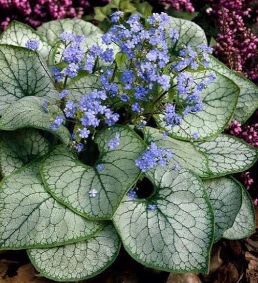Brunnera Alexander&