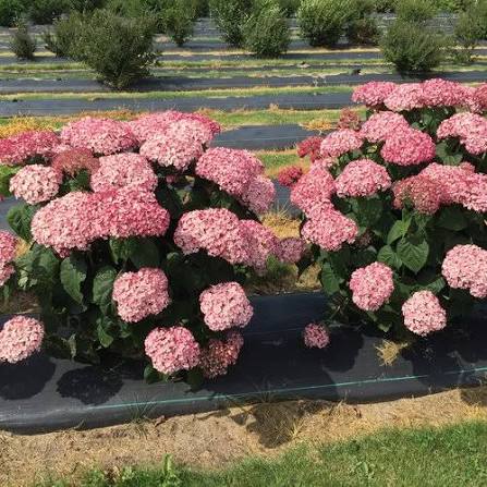 Hydrangea &