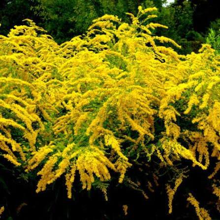 Wrinkleleaf Goldenrod Solidago rugosa qt