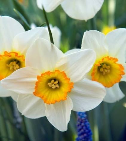 Narcissus Flower Record Daffodil Bulbs
