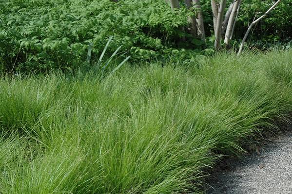 Grass Carex pensylvanica Pennsylvania Sedge 1 gal