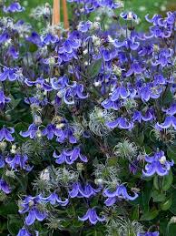 Clematis Stand By Me 1 gal