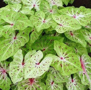 Caladium Fancy Leaf Miss Muffet