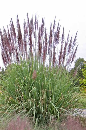 Grass Ravennae Grass, Northern Pampas Grass Ripidium ravennae 3 gal