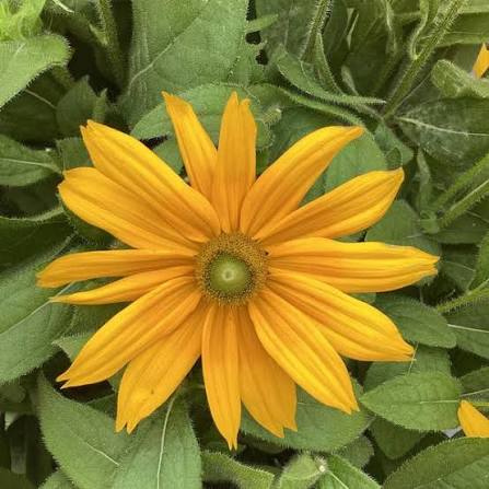 Sunbeckia Juliana 8"