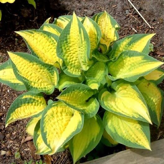 Hosta Orange Marmalade 1 gal