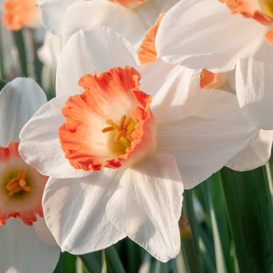 Narcissus Pink Charm Daffodil Bulbs