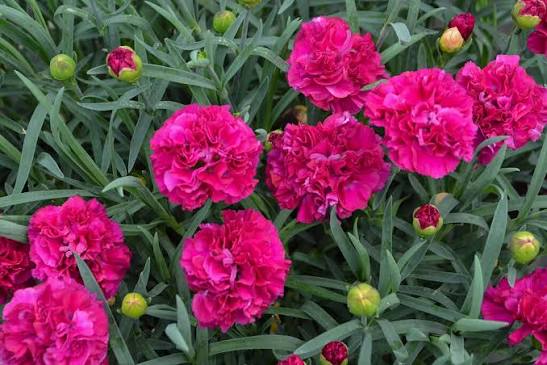 Dianthus Fruit Punch Funky Fuchsia 1gl