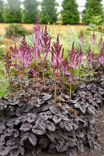 Astilbe Dark Side of the Moon 1 gal