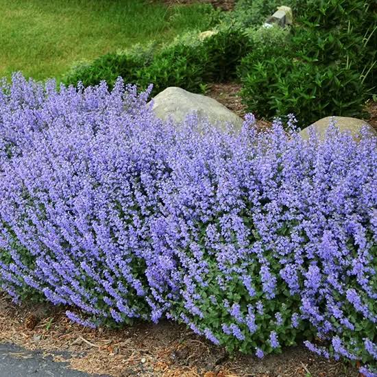 Nepeta x faassenii ‘Blue Wonder’ 1 gal