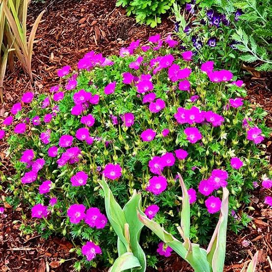 Geranium Max Frei gal