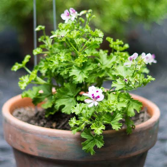 Conventional Scented Geranium