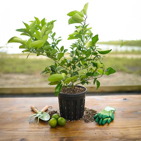 Citrus Persian Lime 10"