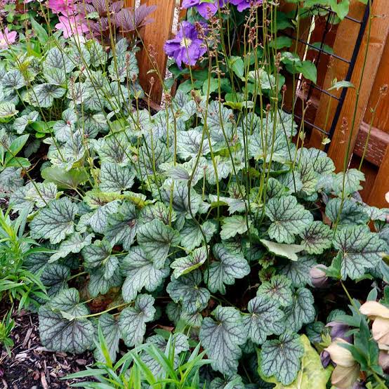 Heuchera Green Spice1 gal