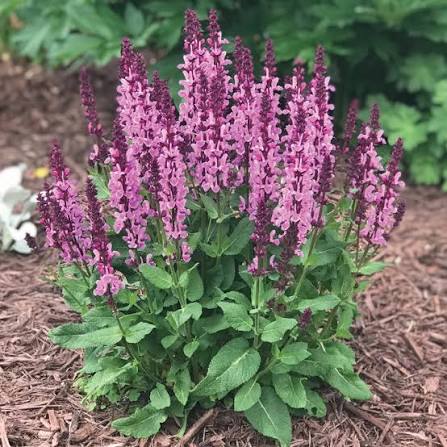 Salvia Marvel Rose 1 gal