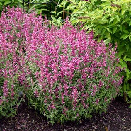 Agastache ‘Rosie Posie’ 1 gal