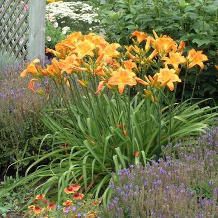 Rocket City Day Lily Hemerocallis gal