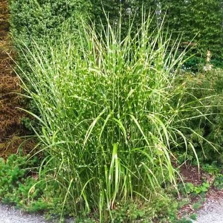 Grass Miscanthus &