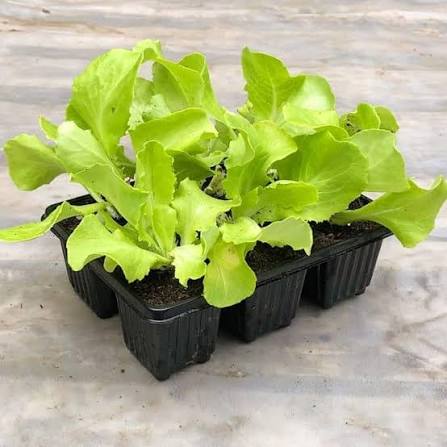 6 pack Lettuce