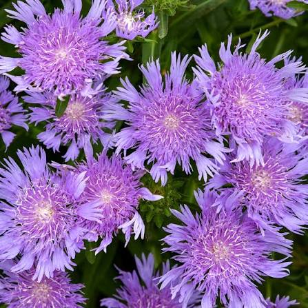 Stokesia Totally Stoked &