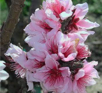 Patio Peach &